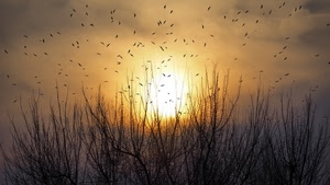 uccelli, sole, cielo, rami, alberi, tramonto, stormo, nuvole, controluce, alba, volo, volatili, luce, arancione, silhouette