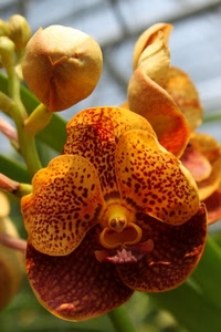 petali, orchidea, verde, fiore, bocciolo, foglie, macro, giallo, fiori, pistillo, arancione, pistilli, orchidee, rosso, boccioli, sfocato, arancio, macchie