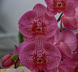 petali, orchidee, fiori, rosa, verde, corolle, orchidea, boccioli, viola, fiore, pistilli, bocciolo, macro, ramo, stami, striature