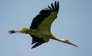 uccello, ali, volo, becco, cicogna, cielo, bianco, zampe, volare, piume, nero