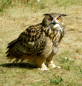 occhi, gufo, piume, uccello, rapace, becco, volatile, animale
