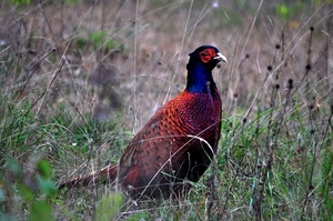 fagiano, uccello, piume, erba, rosso, selvatico, prato, becco, coda, colori
