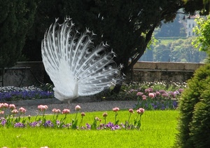 pavone, fiori, verde, bianco, giardino, piume, ruota, erba, prato, piante, uccello, parco, aiuole, bellezza, alberi, animale