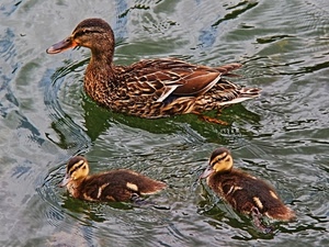 acqua, tre, anatre, anatroccoli, uccelli, papere, animali, germano, germani, madre, nuotare