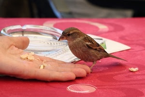 mano, briciole, uccello, passero, tovaglia, rosso, dita