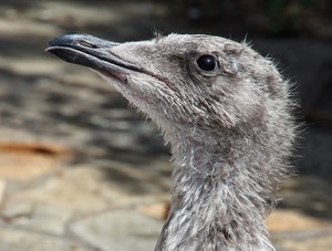 becco, piume, occhio, uccello, testa, volatile, struzzo, grigio, occhi