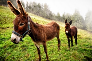 asini, prato, orecchie, montagna, verde, animali, due, nebbia, erba, alberi, asino