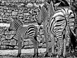 zebre, bianconero, righe, nero, zebra, tre, coda, animali, strisce, muro, bianco, pietre, cucciolo
