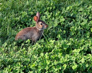 verde, coniglio, trifoglio, erba, animali, prato, lepre, orecchie, animale
