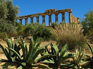 piante, alberi, colonne, verde, tempio, cielo, rovine, cespugli, grasse, azzurro, agave, archeologia, antichità, antico, ulivi, ruderi, rudere, resti, greco, agavi