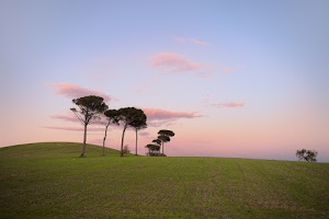 alberi, cielo, erba, collina, verde, azzurro, nuvole, rosa, prato, tramonto, campagna, paesaggio, colline, alba, prati, panorama