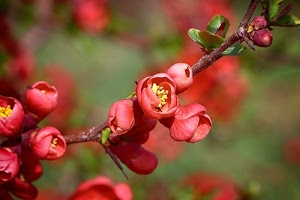 fiori, foglie, ramo, boccioli, rosso, sfocato, primavera, verde, giallo, fiore, pistilli, petali, rami, rossi, macro, rosa