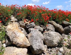 cielo, rosso, verde, nuvole, fiori, papaveri, sassi, pietre, massi, azzurro, piante, foglie, rocce, erba, campo, bianco, grigio