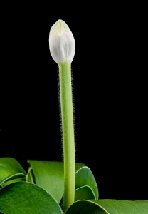 verde, foglie, bocciolo, bianco, fiore, nero, stelo, sfondo, flora, gambo, natura, macro, petali