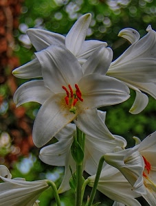 bianco, petali, verde, pistilli, fiori, gigli, stami, sfocato, gambi, giglio, arancione, steli, fiore, pistillo, rosso, bianchi, corolle, sfondo, corolla