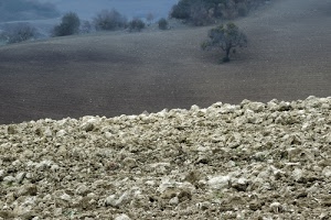 alberi, campagna, terra, collina, sassi, pietre, colline, campo, nebbia, albero, grigio, campi, paesaggio, zolle, ghiaia