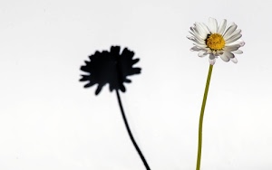 petali, ombra, margherita, bianco, giallo, fiore, gambo, verde, stelo, corolla, stami, pistilli