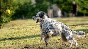 cane, prato, coda, verde, zampe, alberi, nero, pelo, bianco, animale, erba, palla, animali, correre, sfocato, movimento, saltare, giallo, pallina, muso
