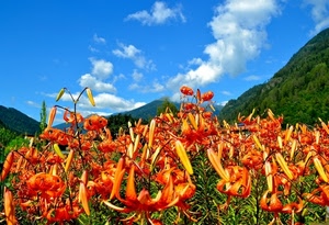 nuvole, cielo, fiori, montagne, verde, arancione, azzurro, gigli, montagna, prato, petali, rosso, piante, bosco