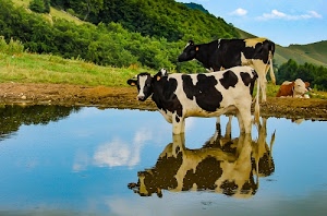 mucche, acqua, riflesso, verde, pezzate, cielo, laghetto, animali, erba, pascolo, quadrupedi, nuvole, alberi, prato, bianco, azzurro, colline, riflessi, vacche, mucca, montagna