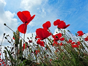 papaveri, nuvole, rosso, cielo, verde, azzurro, fiori, petali, erba, boccioli, spighe, steli, capsule, gambi, foglie, papavero, campo, fiore, grano