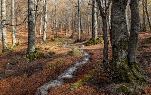 alberi, bosco, tronchi, ruscello, rami, acqua, verde, foglie, autunno, muschio, marrone, inverno, ombre
