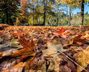 foglie, alberi, autunno, verde, cielo, giallo, marrone, bosco, rami, colori, arancione, fogliame, rosso, secche, azzurro, tappeto
