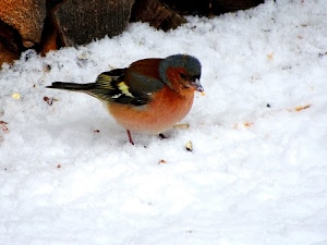neve, becco, bianco, ali, uccello, inverno, pettirosso, coda, piume, zampe, rosso, uccellino, occhi, freddo