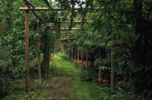 pergolato, verde, fiori, piante, legno, alberi, erba, pali, foglie, giardino, sentiero, prospettiva, ombra, rami