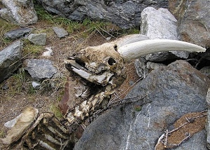 corna, ossa, scheletro, denti, teschio, animale, erba, sassi, pietre, rocce, carcassa, costole, cranio, resti
