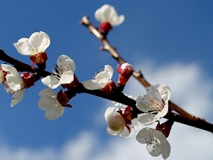 fiori, petali, primavera, ramo, stami, cielo, bianco, nuvole, bocciolo, pistilli, pistillo, boccioli, albero, natura, bianchi, fiore, rami