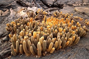 spine, piante, giallo, roccia, grasse, rocce, cactus, sassi, succulente, gruppo