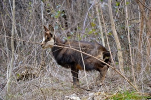 rami, animale, capra, arbusti, marrone, alberi, bosco, erba, cucciolo, natura, animali, camoscio
