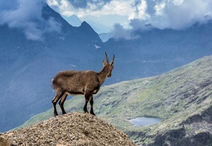 nuvole, montagna, lago, stambecco, montagne, animale, corna, camoscio