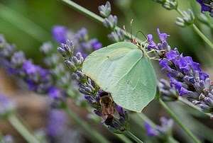 farfalla, fiori, verde, viola, lavanda, ali, insetto, antenne, macro, mimetismo