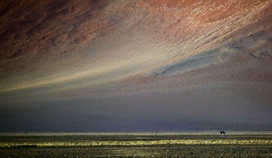 nuvole, cielo, campo, paesaggio, verde, orizzonte, struzzo, erba, deserto, panorama, prato, colori, rosso