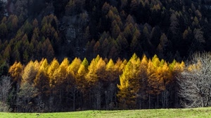 alberi, bosco, prato, giallo, autunno, verde, larici, montagna, foresta, foglie, natura