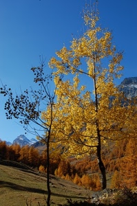 alberi, foglie, cielo, montagna, autunno, montagne, giallo, prato