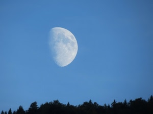 cielo, luna, alberi, azzurro, bianco, crateri, verde, satellite