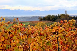 autunno, foglie, colline, vite, paesaggio, alberi, vigna, montagne, campagna, panorama, rosso, viti
