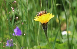 fiore, ape, giallo, erba, insetto, natura, macro, prato, tarassaco
