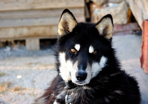 cane, muso, nero, orecchie, occhi, naso, bianco, pelo, animale