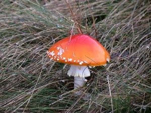 fungo, erba, gambo, rosso, arancio, bianco, fili, arancione, cappello, autunno