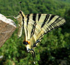 farfalla, verde, ali, giallo, insetto, antenne, zampe, nero, macro, legno, bianco, erba, tronco, azzurro, colori