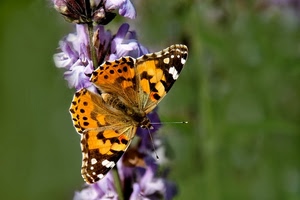 farfalla, ali, viola, fiore, macro, fiori, verde, giallo, lavanda, antenne, sfocato, insetto