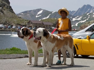 cani, giallo, cappello, montagna, montagne, lago, due, automobile, neve, animali
