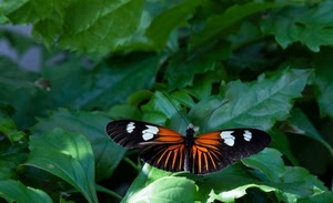 farfalla, foglie, verde, ali, insetto, arancio, antenne, nero, arancione, colori, bianco, natura