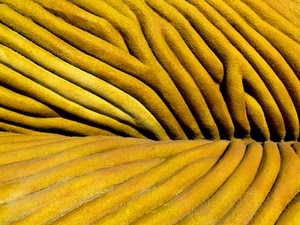 giallo, astratto, righe, solchi, linee