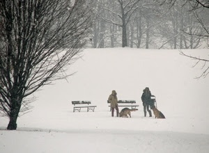 panchine, neve, alberi, cani, inverno, bianco, persone, rami, due, parco, animali, freddo, spogli, lupo, bosco, foschia