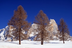 neve, alberi, montagne, inverno, tre, cielo, montagna, paesaggio, spogli, bianco